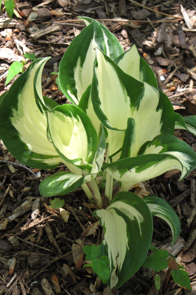 Hosta, Fire And Ice