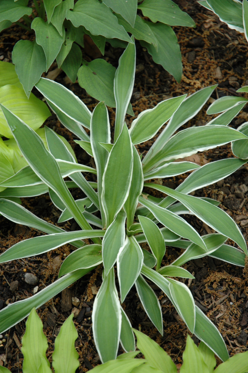 Hosta, Ginkgo Craig