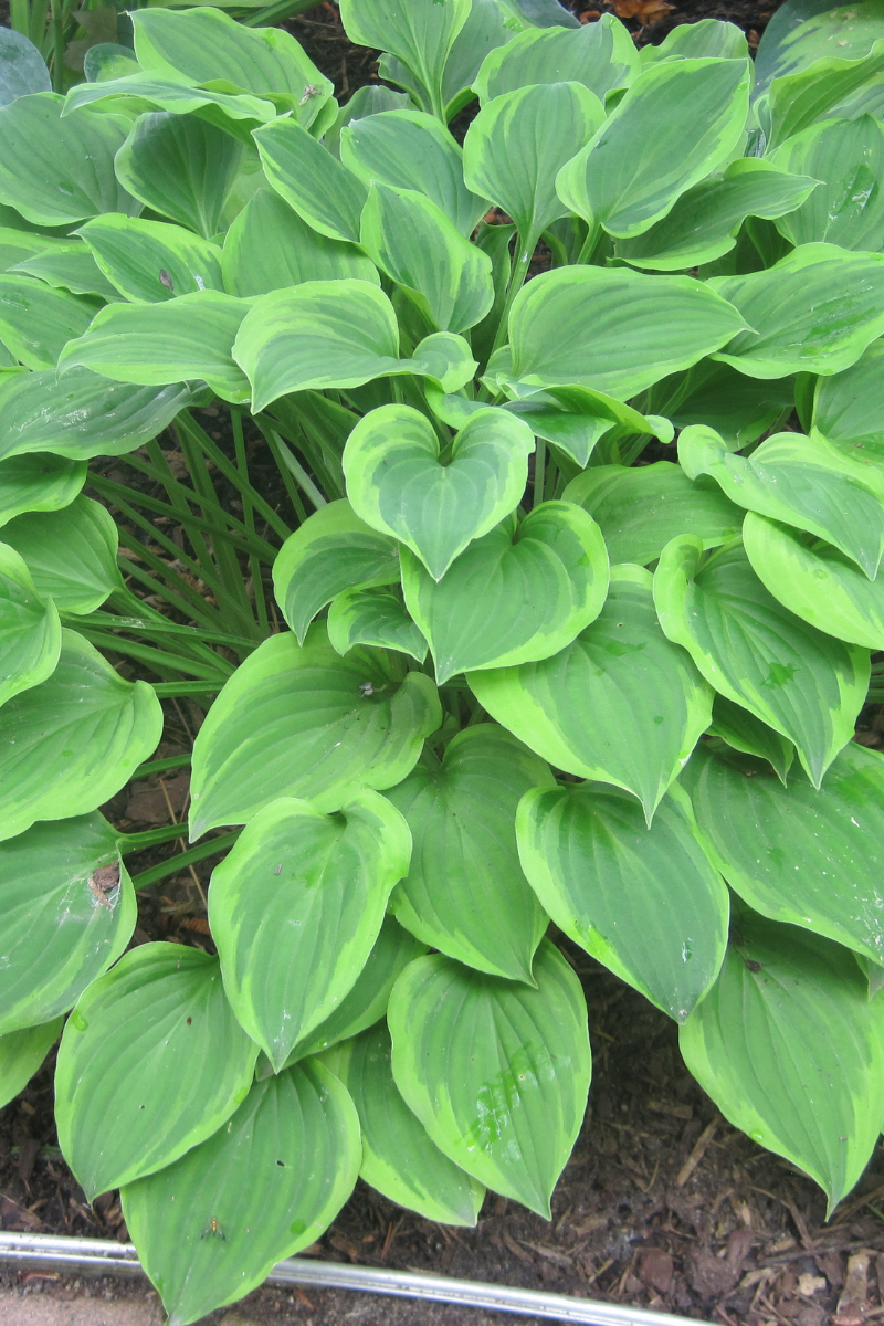Hosta, Golden Tiara