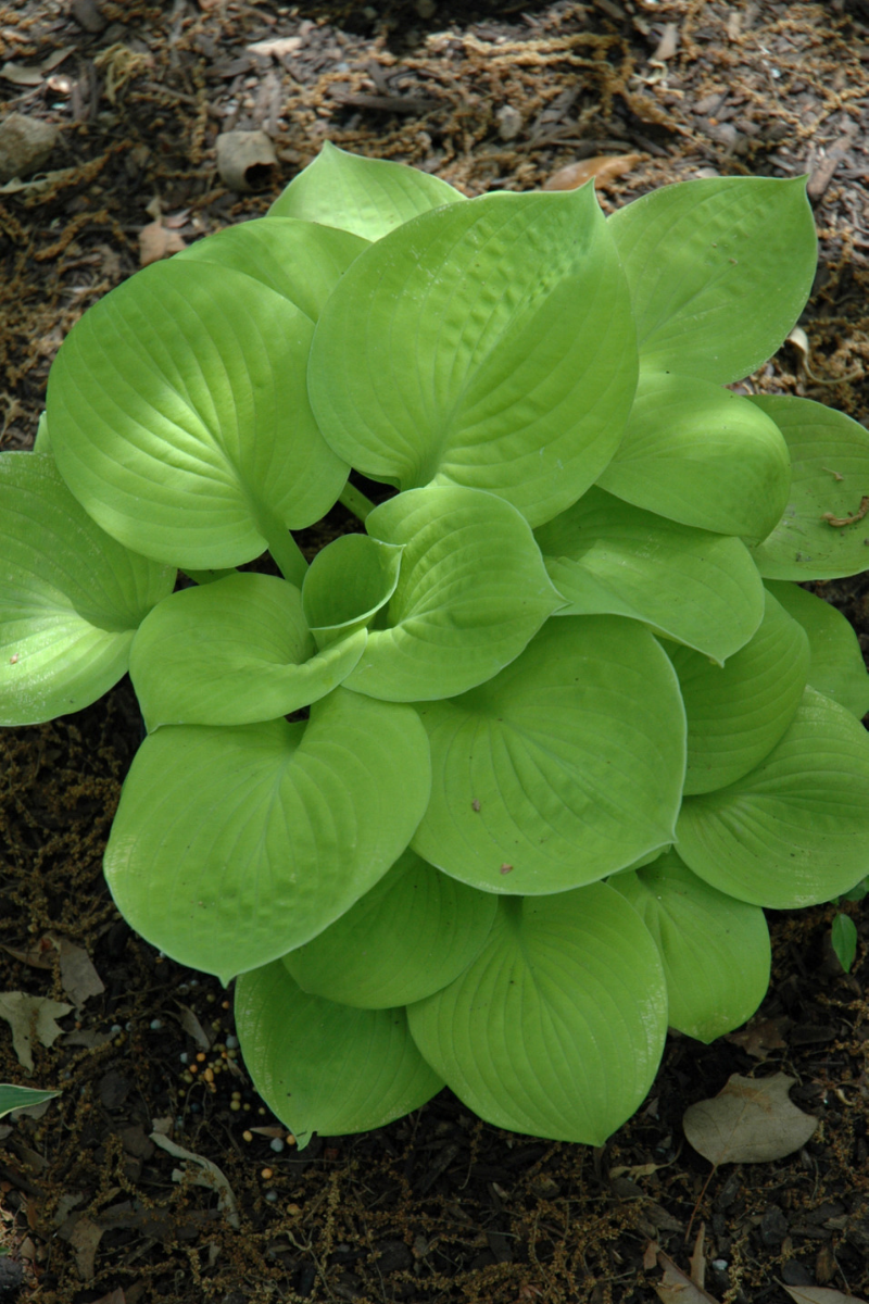 Hosta, Maui Buttercups