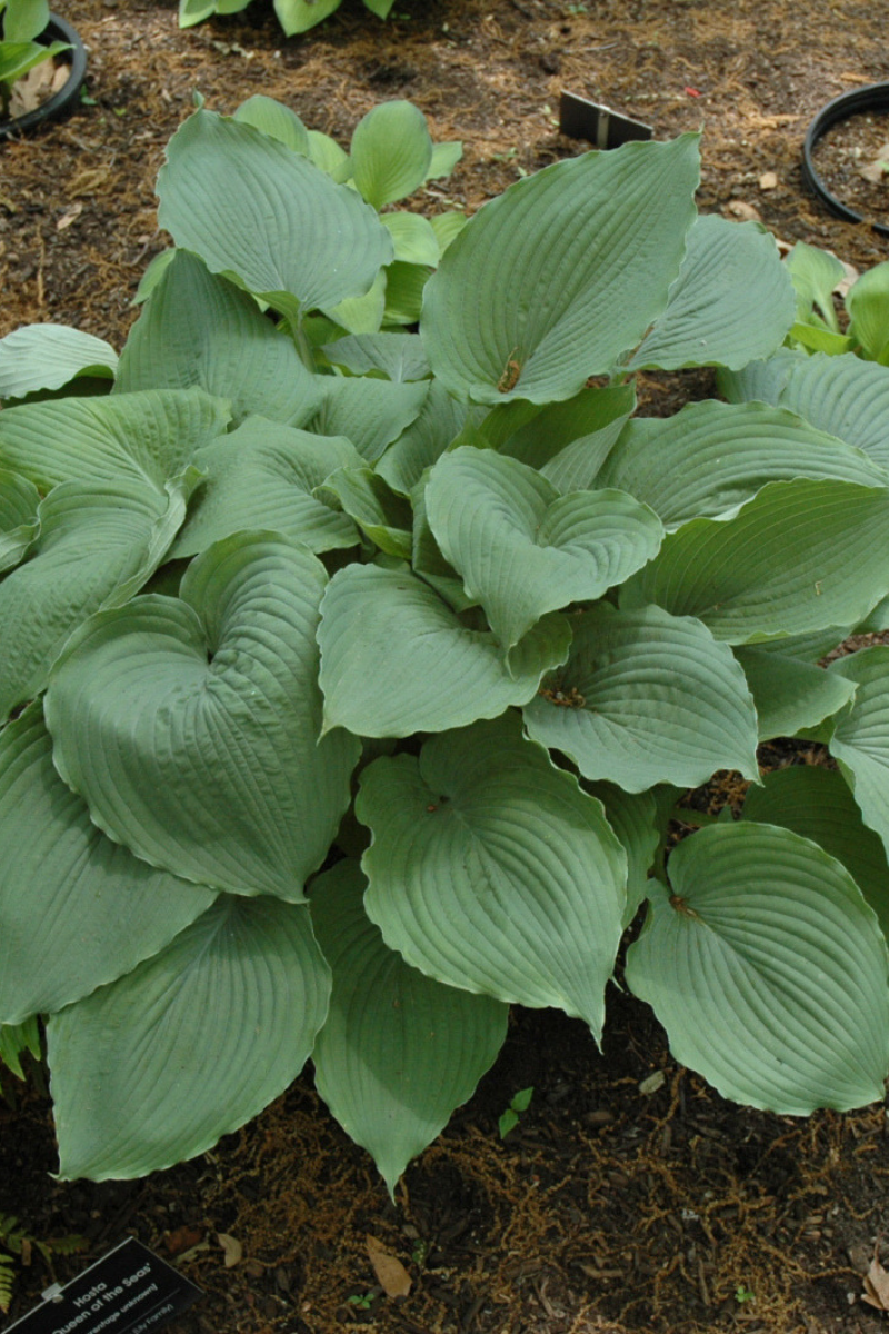 Hosta, Queen Of The Seas