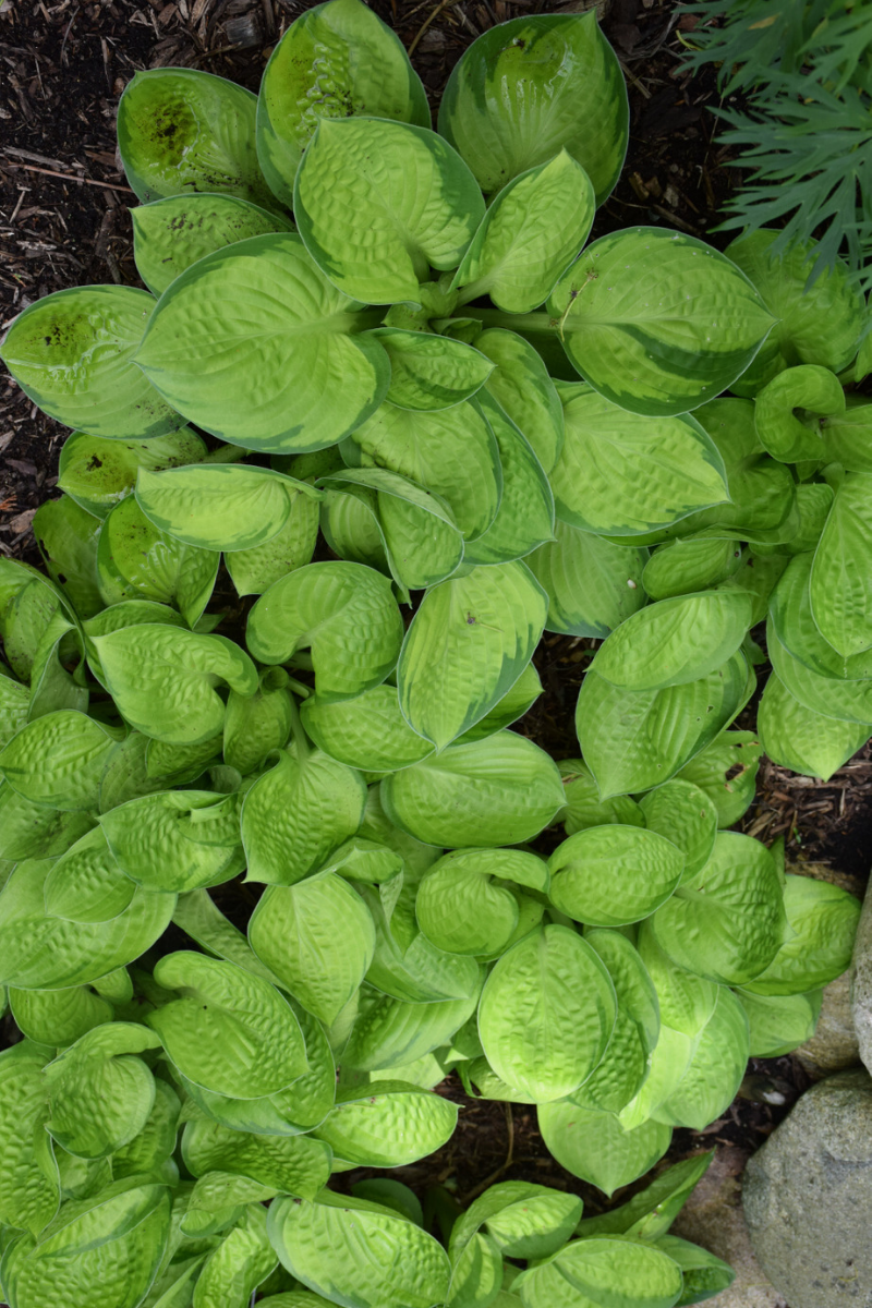 Hosta, Rainforest Sunrise