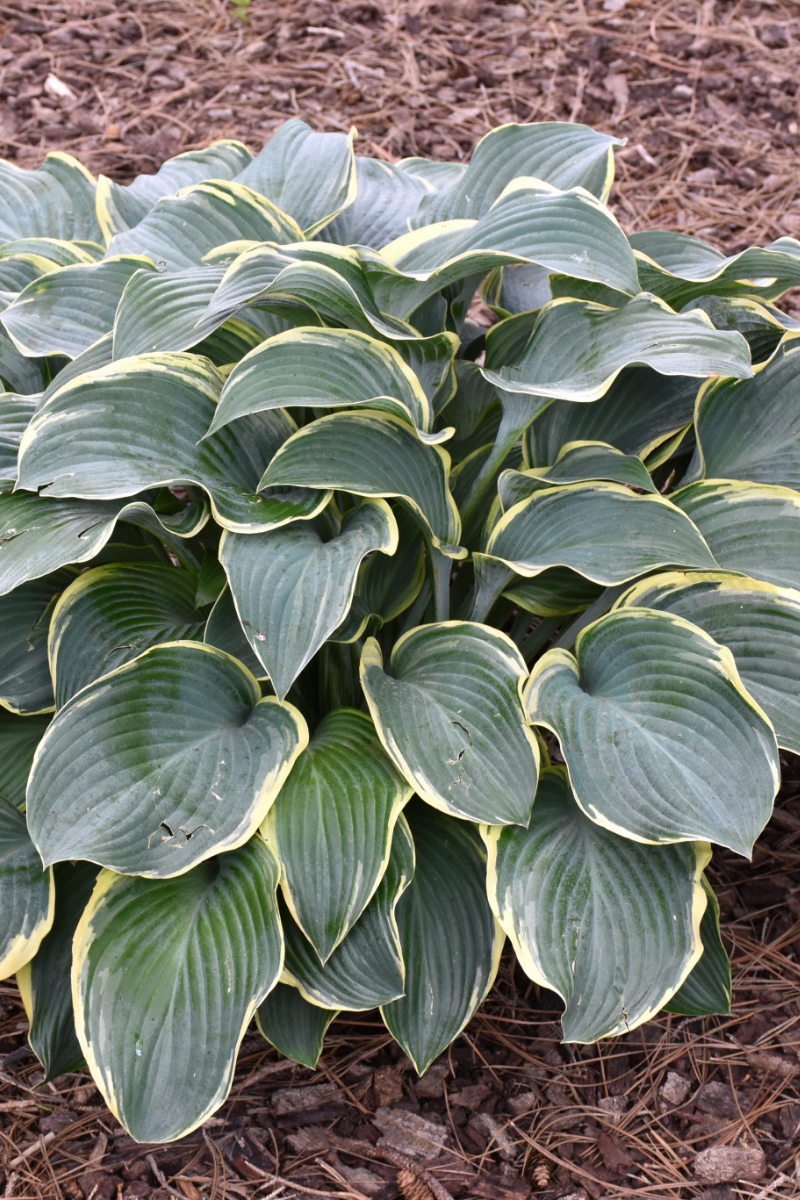 Hosta Ruggels Farm Hosta – Chalet