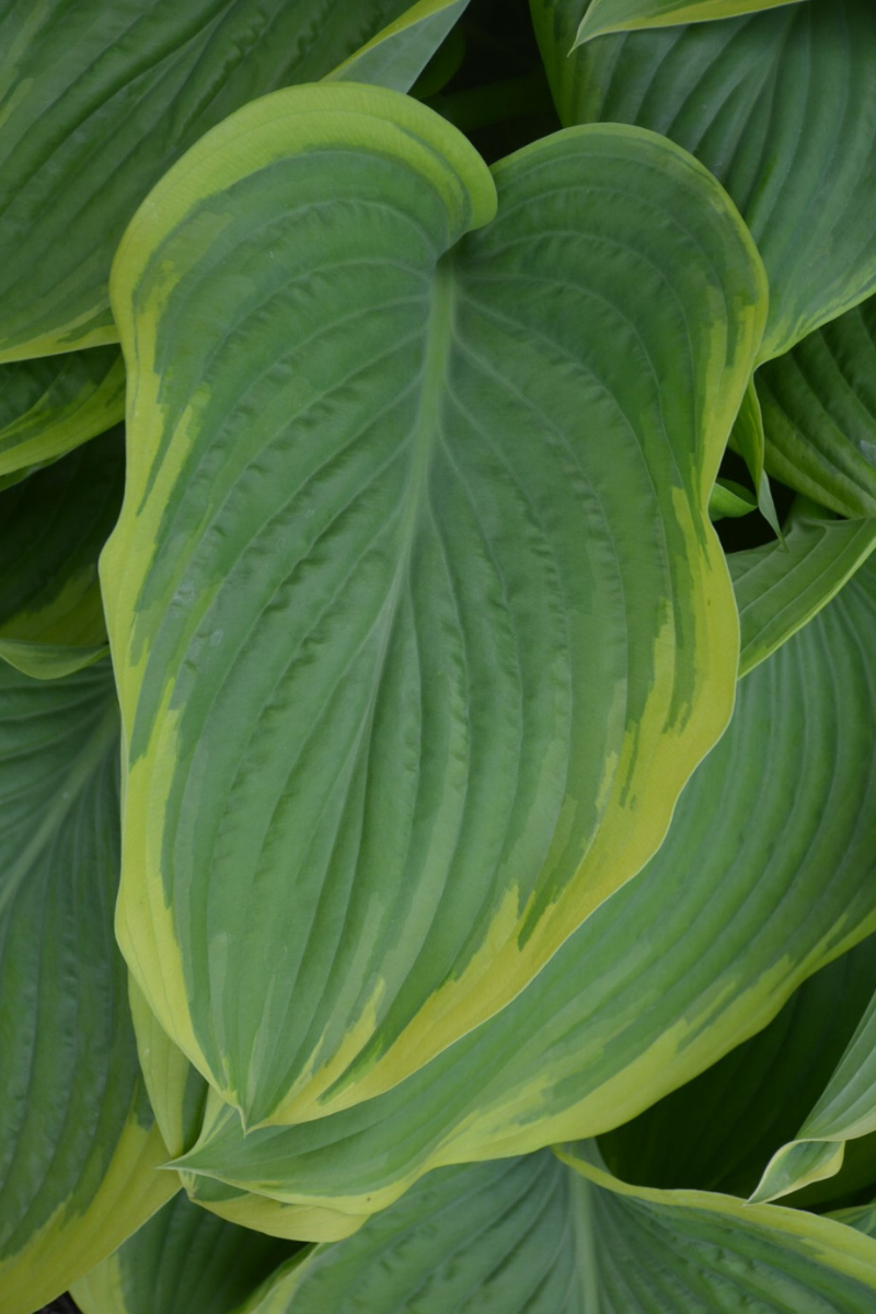 Hosta, Victory