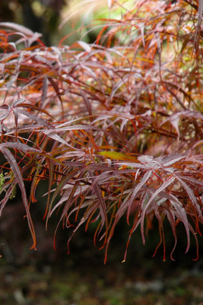 Maple, Japanese Hubbs Red Willow