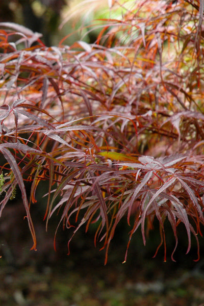 Hubb_s_Red_Willow_Japanese_Map