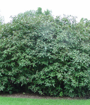 Viburnum, Alleghany 10G