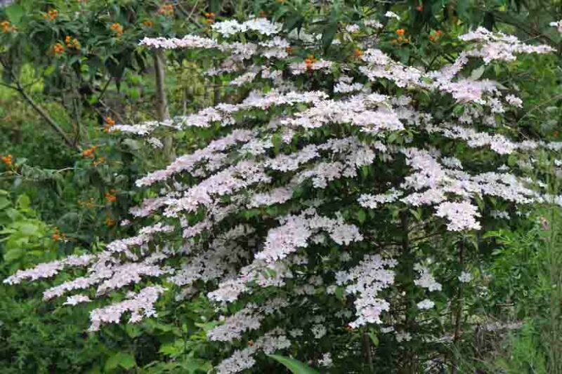 Viburnum, Doublefile Pink Beauty
