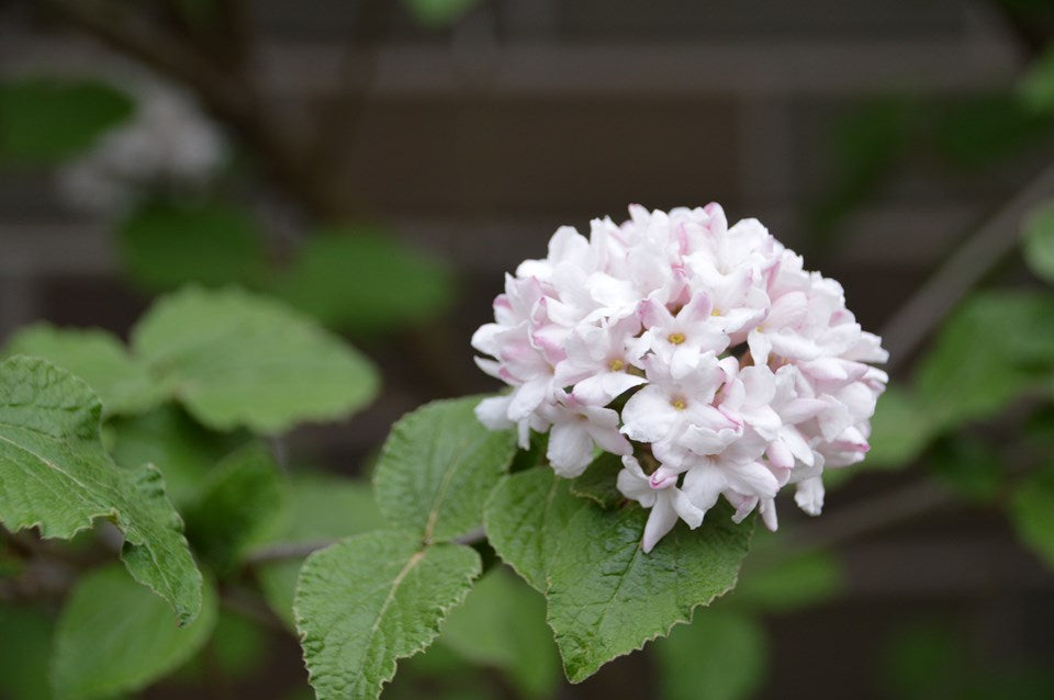 Viburnum, Aurora