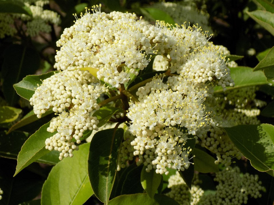 Viburnum, Dwarf Little Ditty