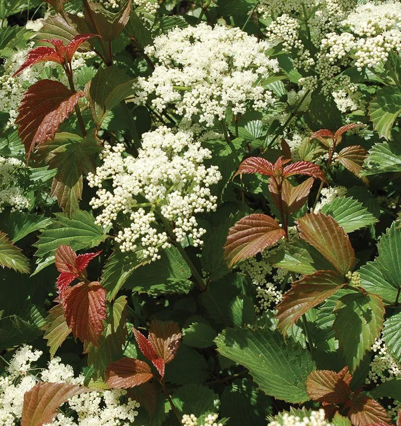 Viburnum, Arrow Red Feather