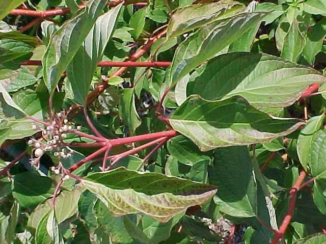 Dogwood, Redtwig Cardinal