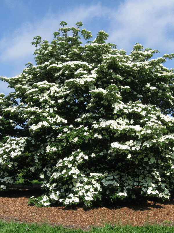 Dogwood, Venus 7G Tree Form
