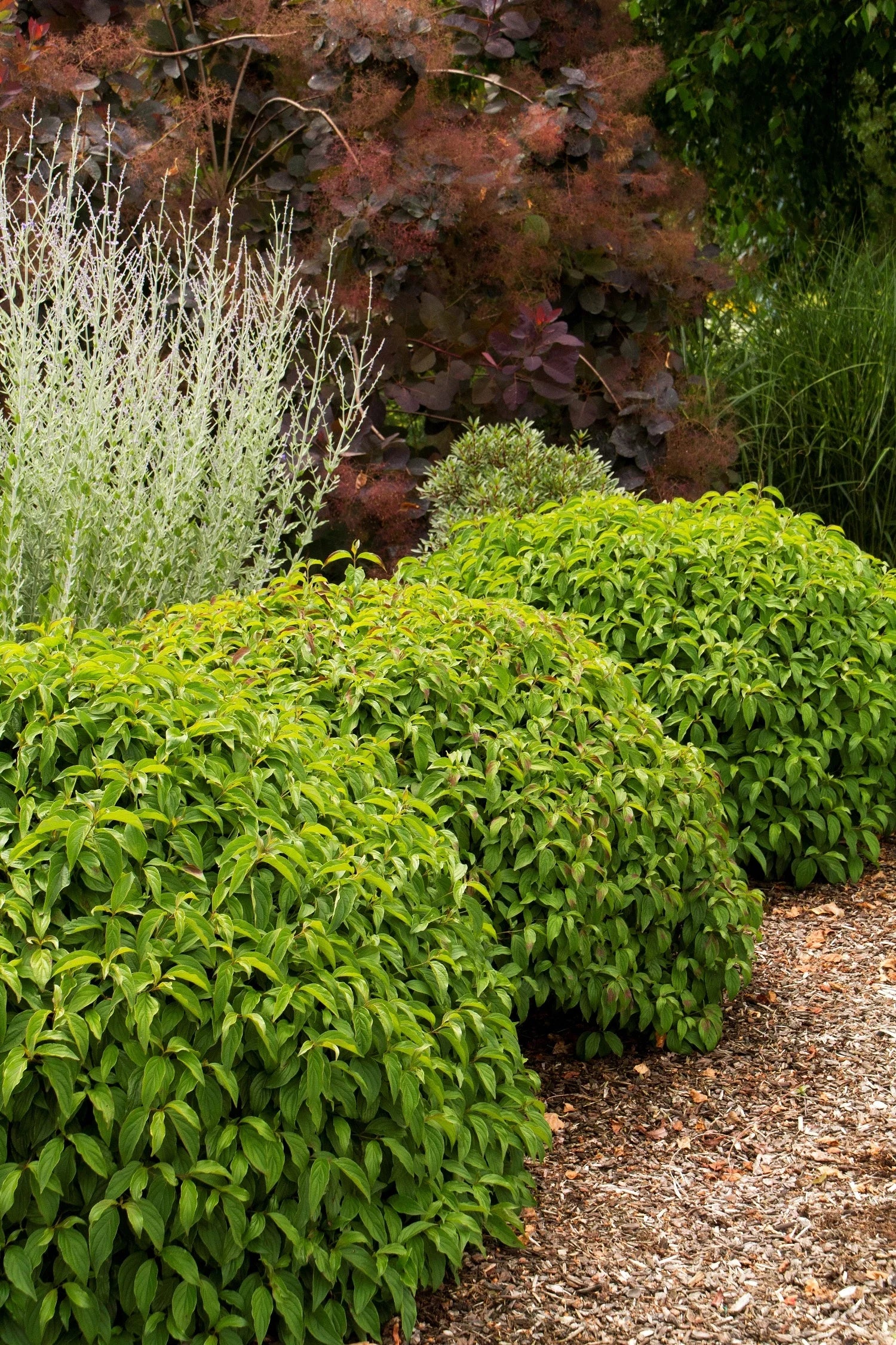 Dwarf Red Tipped Dogwood