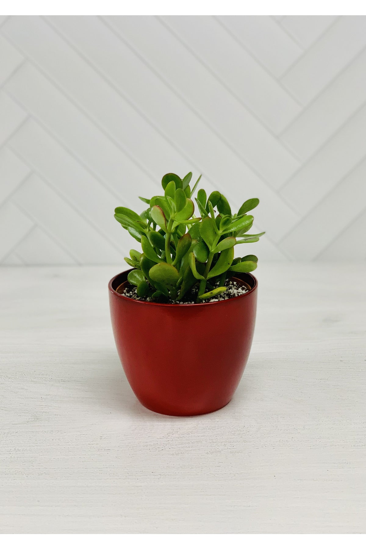 Cover-Pot 11" Energy Red