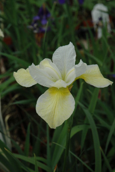 Iris, Siberian- Butter/Sugr