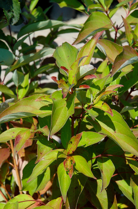 Dogwood, Gray Irish Setter