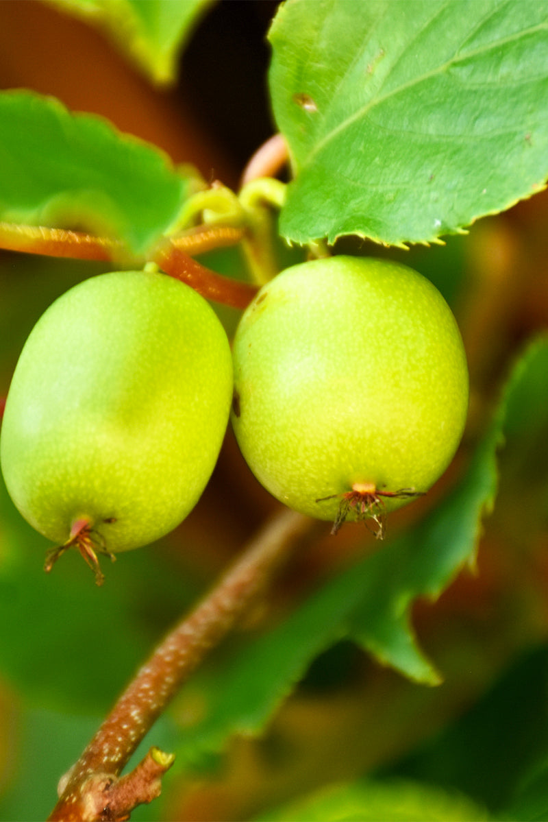 Vine, Kiwi Issai Self-Fertile