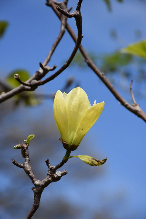 Magnolia, Butterflies