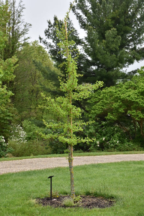 Ginkgo, Golden Colonnade