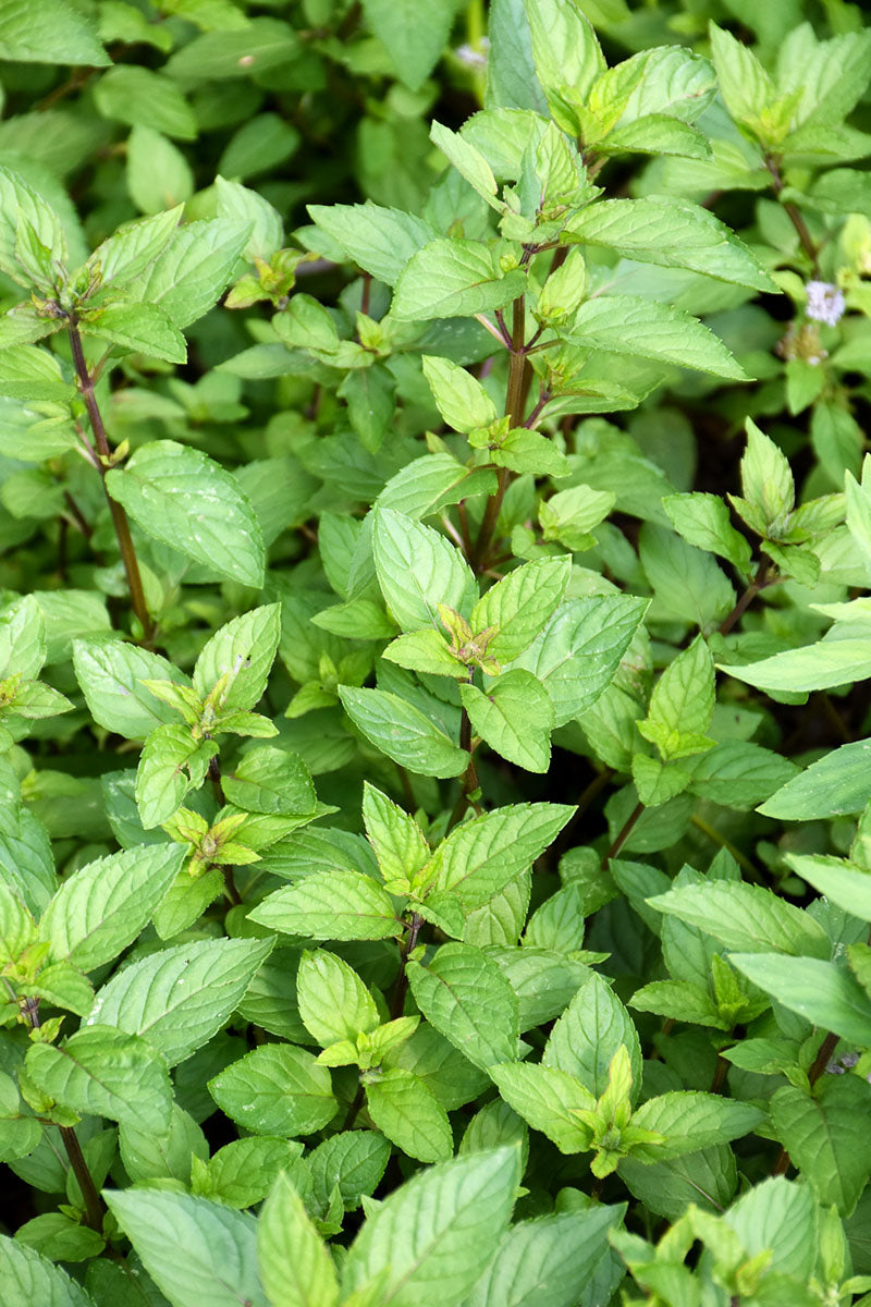 Mentha Chocolate Mint