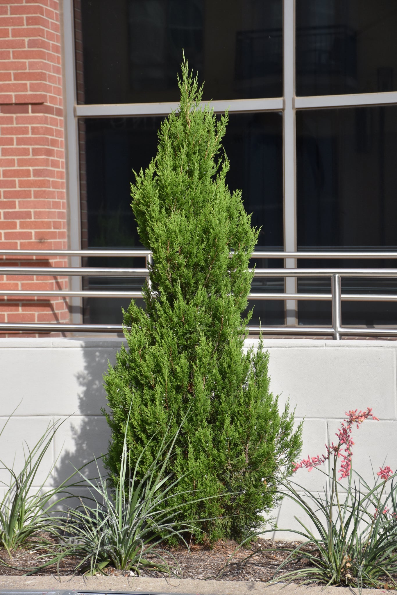 Juniper, Emerald Feather