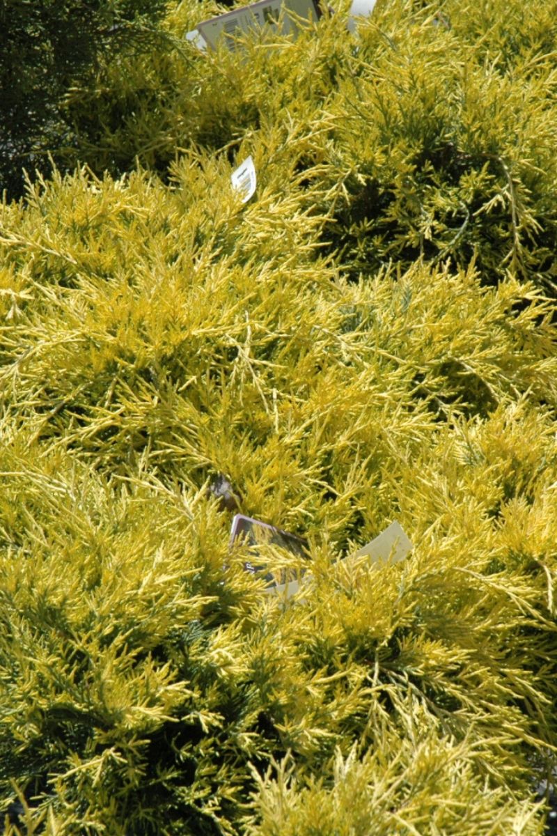 Juniper, Sea Of Gold