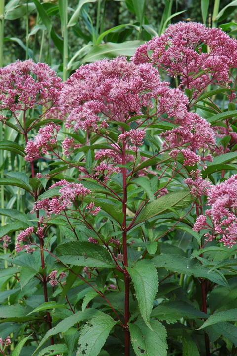 Joe Pye Weed, Spotted