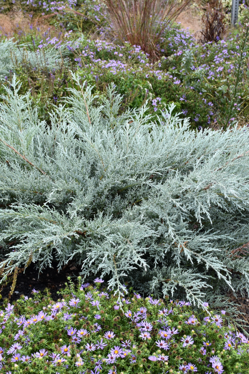 Juniper, Gray Owl