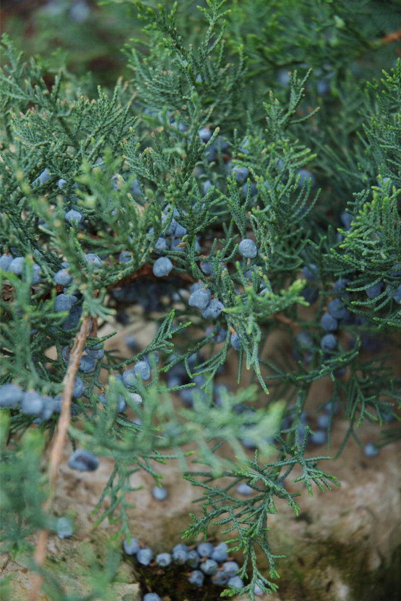 Juniper, Gray Owl