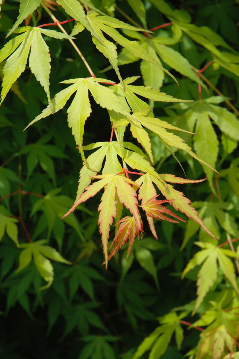 Maple, Japanese Katsura
