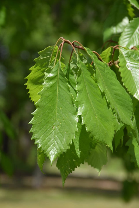 Oak, Chinkapin