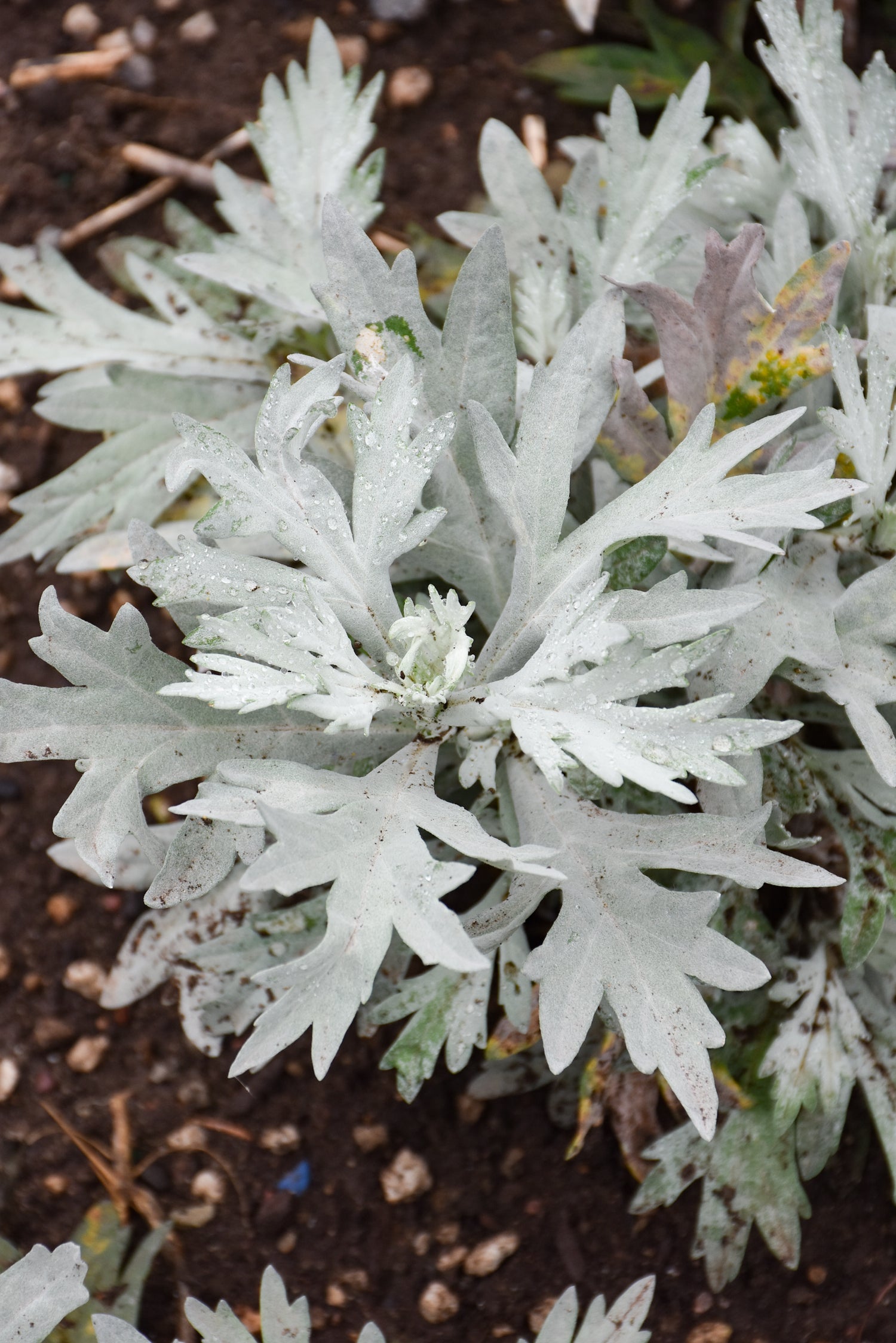 Artemisia, Silver Lining