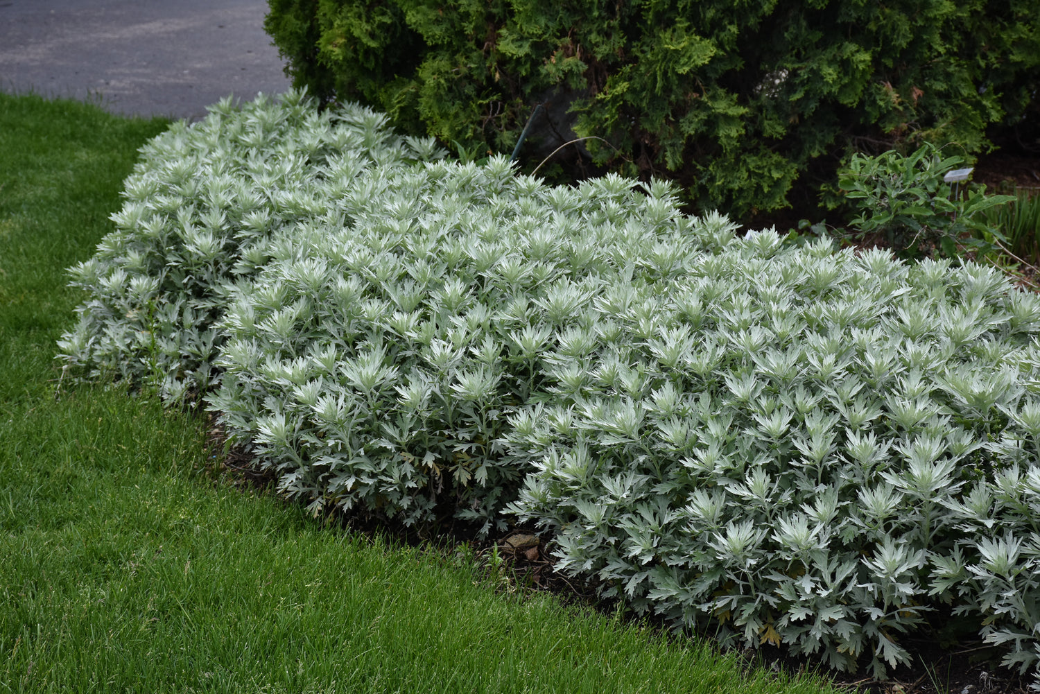 Artemisia, Silver Lining