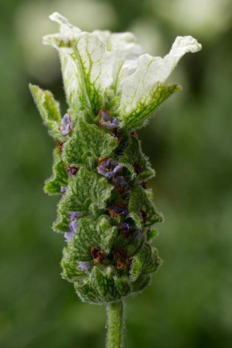 Lavan Javelin Forte White