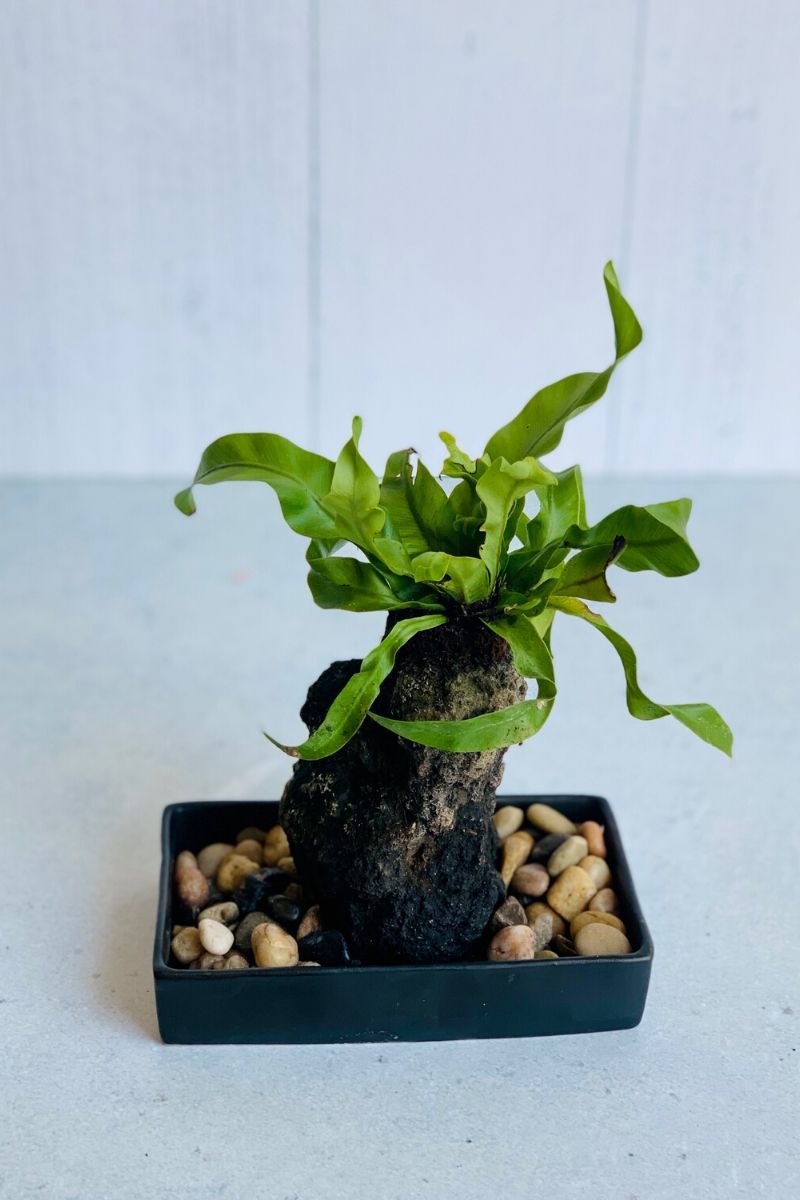 LAVA ROCK, BIRDS NEST FERN