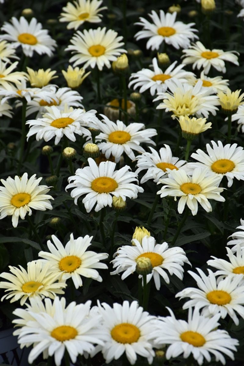 Shasta Daisy, Banana Cream