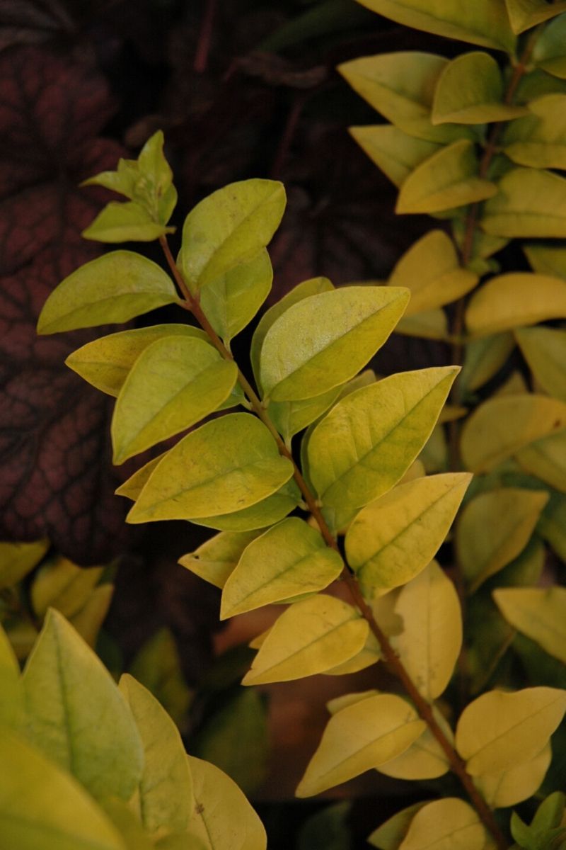 Privet, Golden Ticket