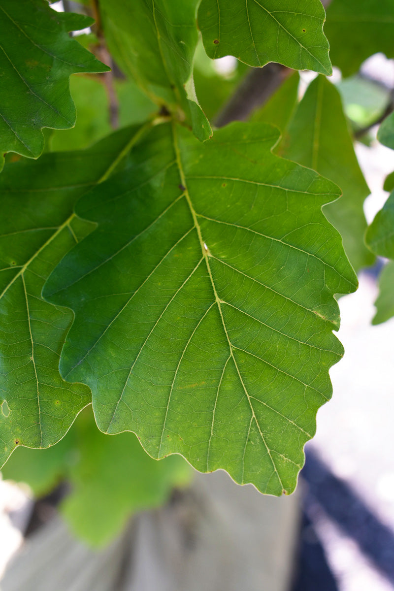 Oak, Swamp White Beacon