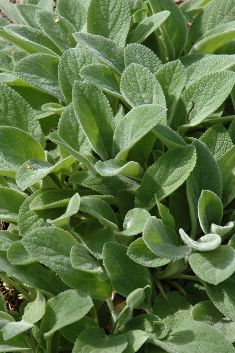 Lamb'S Ears, Silver Carpet