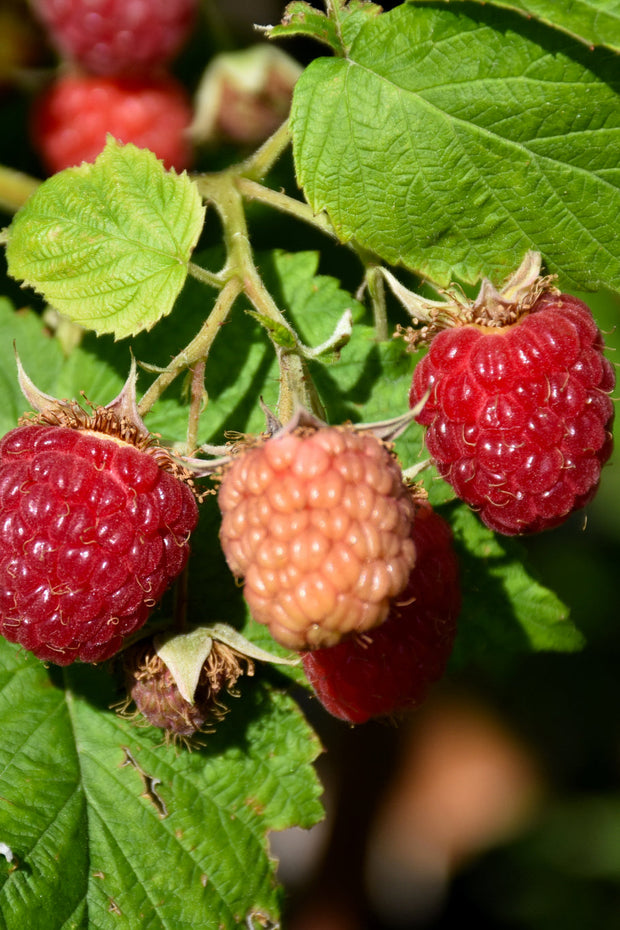 Fruit, Raspberry Latham