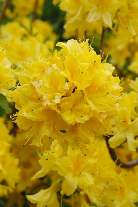 Azalea, Lemon Lights