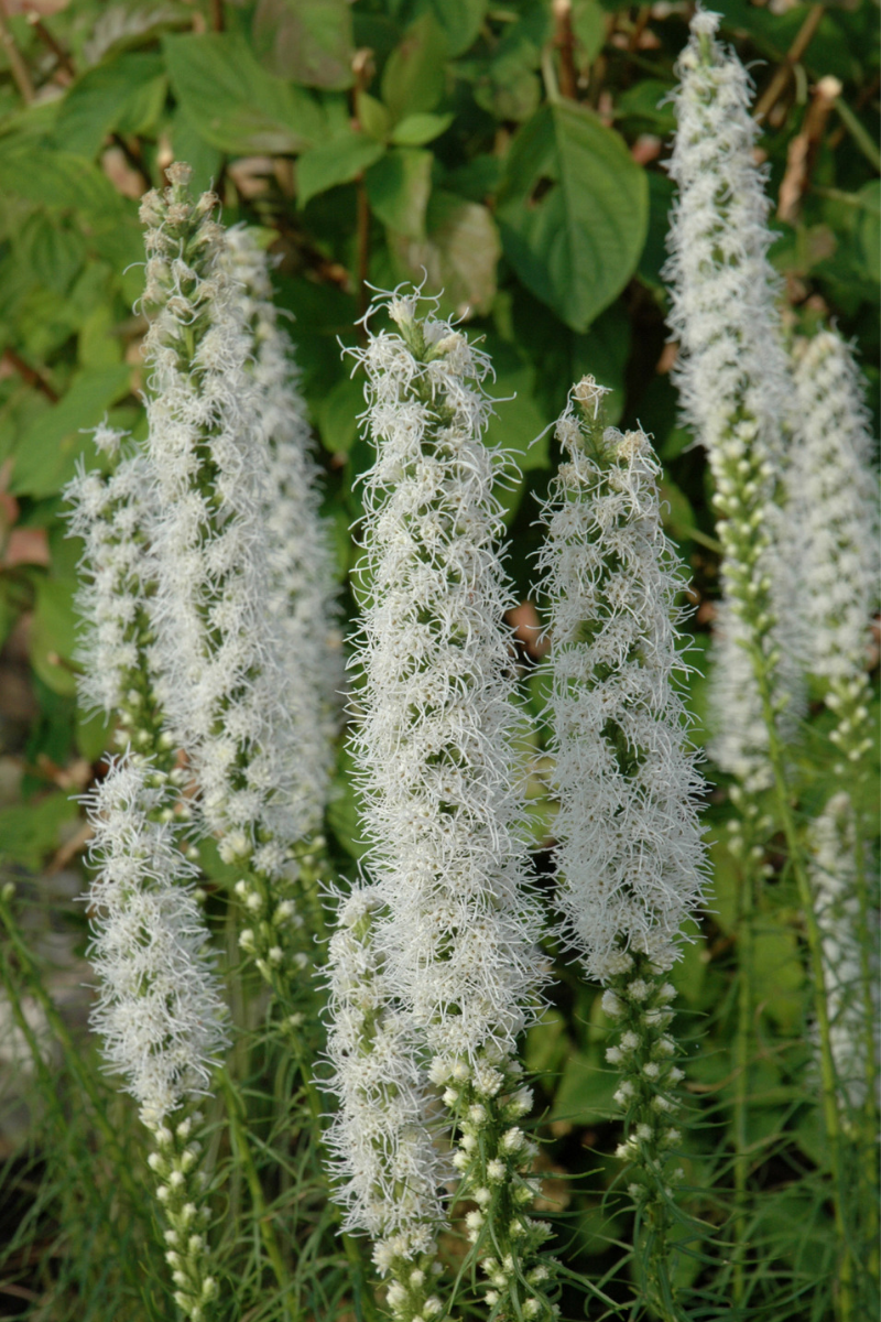 Liatris, Floristan White