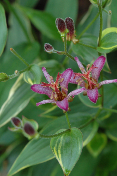 Toad Lily, Gilt Edge