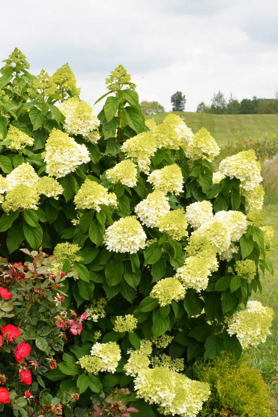 Hydrangea, Panicle Limelight