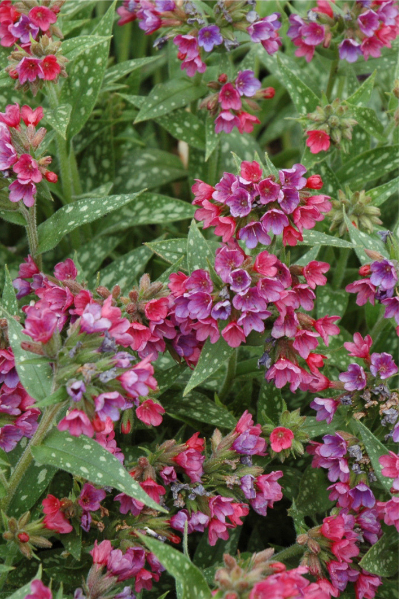 Lungwort, Raspberry Splash
