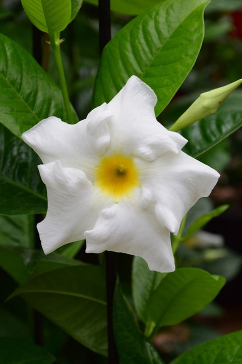 Mandevilla, Sun Parasol White