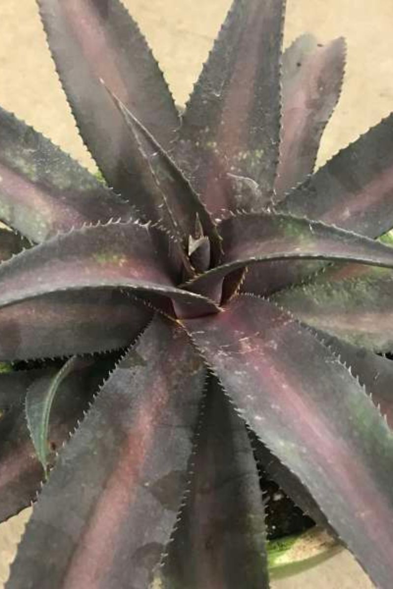 Mangave Center Of Attention