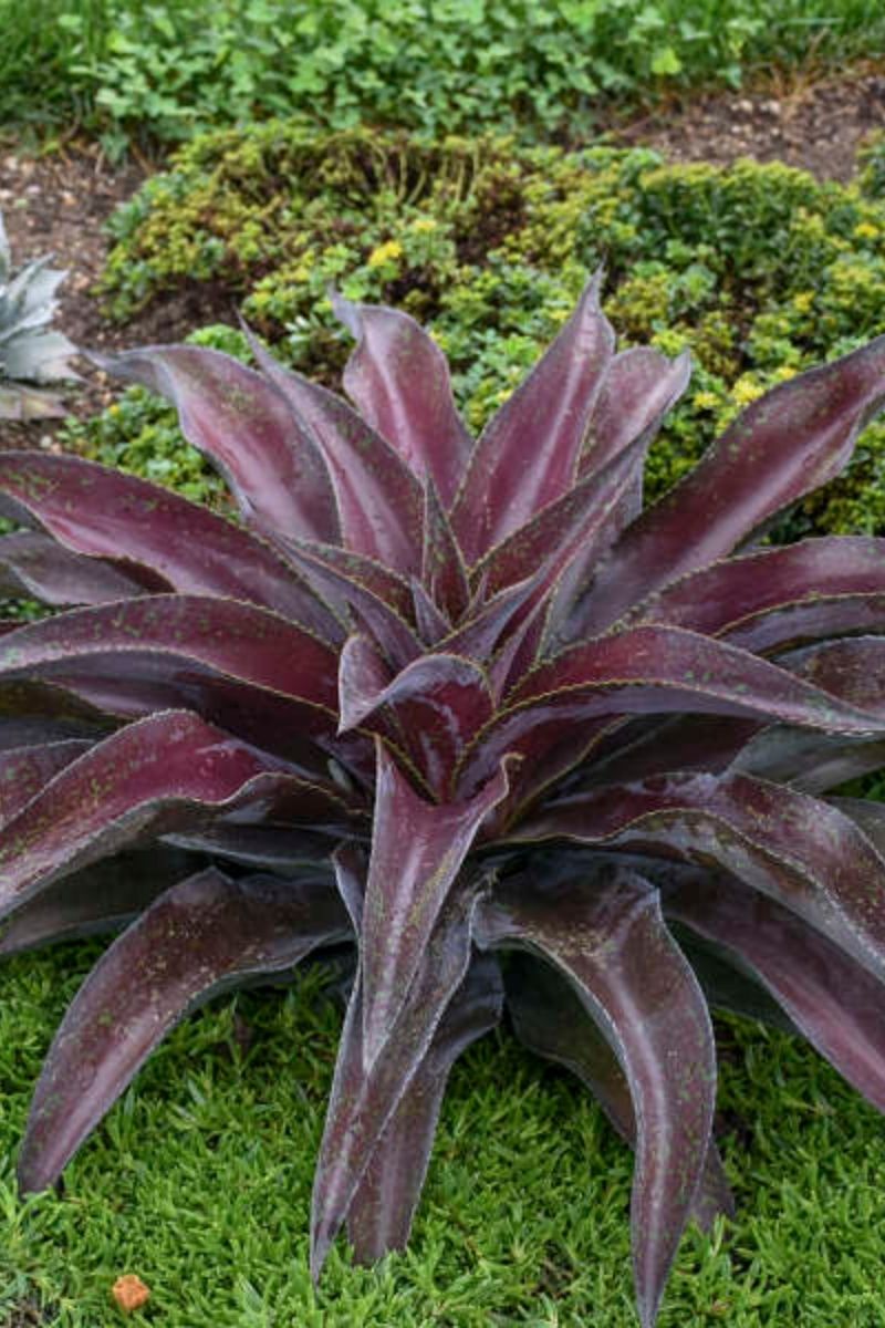 Mangave, Mission To Mars