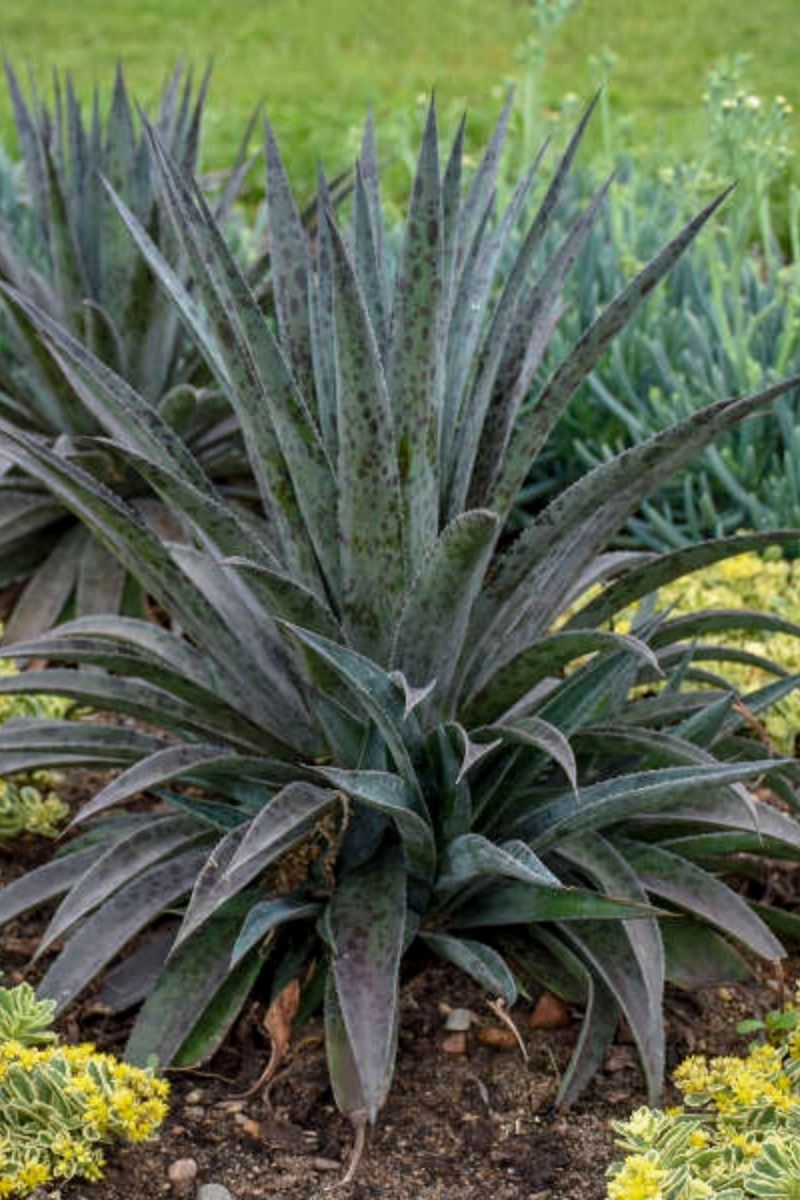 Mangave, Pineapple Express